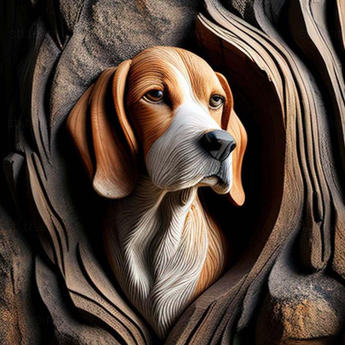 Animals American Foxhound dog
